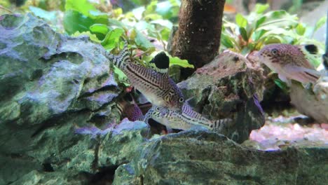 school of corydoras fish feeding from a rock