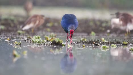 Grey-headed-swamphen,-Porphyrio-poliocephalus-in-Wetland