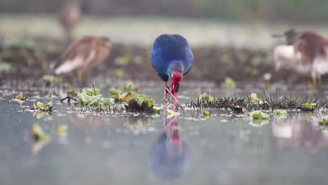 el porfirio poliocephalus en los humedales