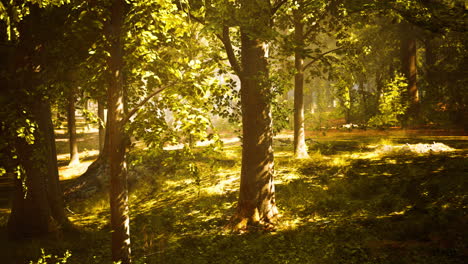 la luz del sol fluye a través de un bosque