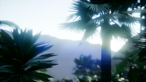 Mountain-and-Field-Landscape-with-Palms