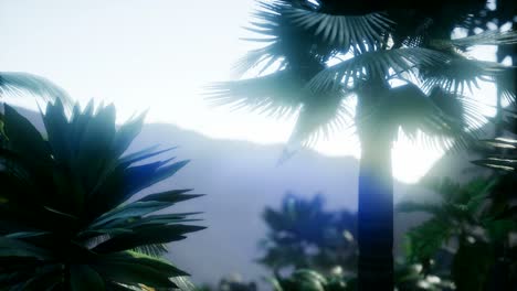 mountain and field landscape with palms