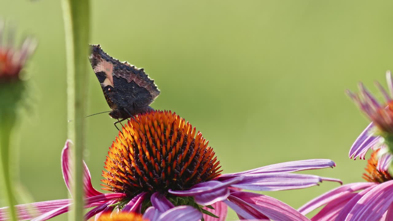 Small Tortoiseshell Butterfly eating Nectar From Purple Coneflower - macro, side and front view