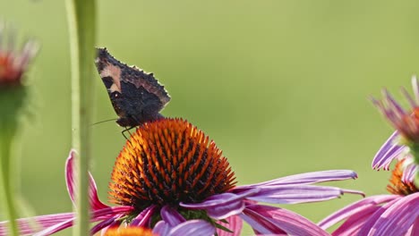 Pequeña-Mariposa-De-Concha-De-Tortuga-Comiendo-Néctar-De-Coneflower-Púrpura---Vista-Macro,-Lateral-Y-Frontal