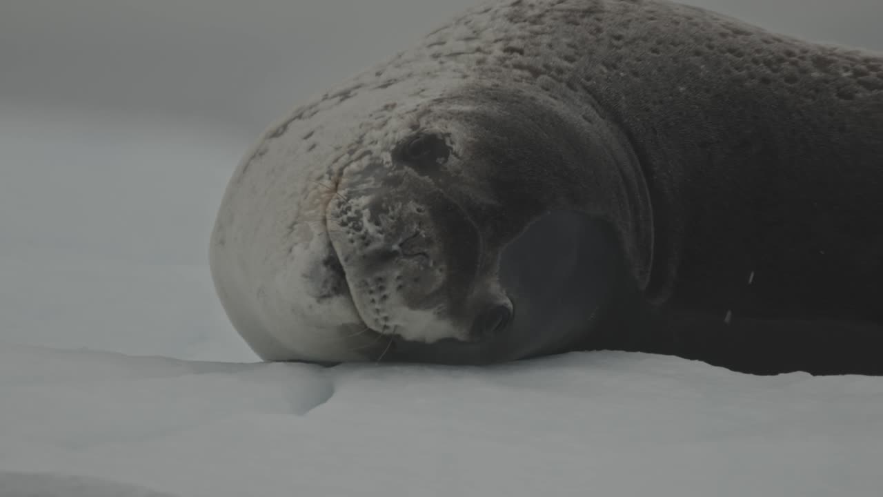 Primo piano di una grande foca leopardo che guarda dritto nell'obiettivo, potenzialmente avvistando delle prede come i pinguini