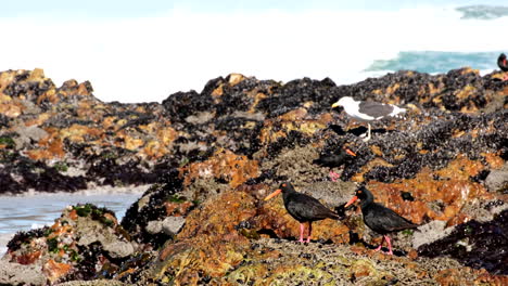 african black oystercatchers haematopus moquini on coastal rocks with mussels