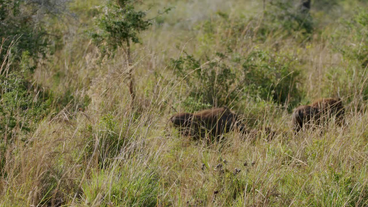 Famiglia di facoceri che cammina tra i cespugli nel Parco Nazionale della Valle di Kidepo in Uganda. - Inquadratura ampia.