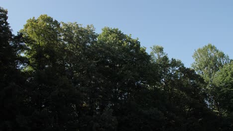 Green-forest-in-the-spring,-blue-sky