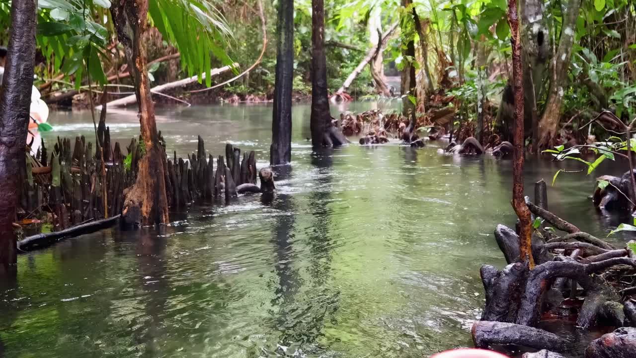 Paddle through tranquil mangrove waterways, surrounded by lush greenery and intricate root systems.