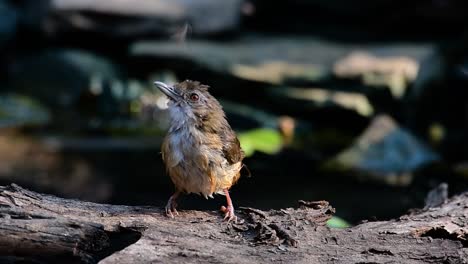 Der-Schwätzer-Des-Abtes-Ist-Im-Himalaya-Bis-Südasien-Und-Südostasien-Zu-Finden