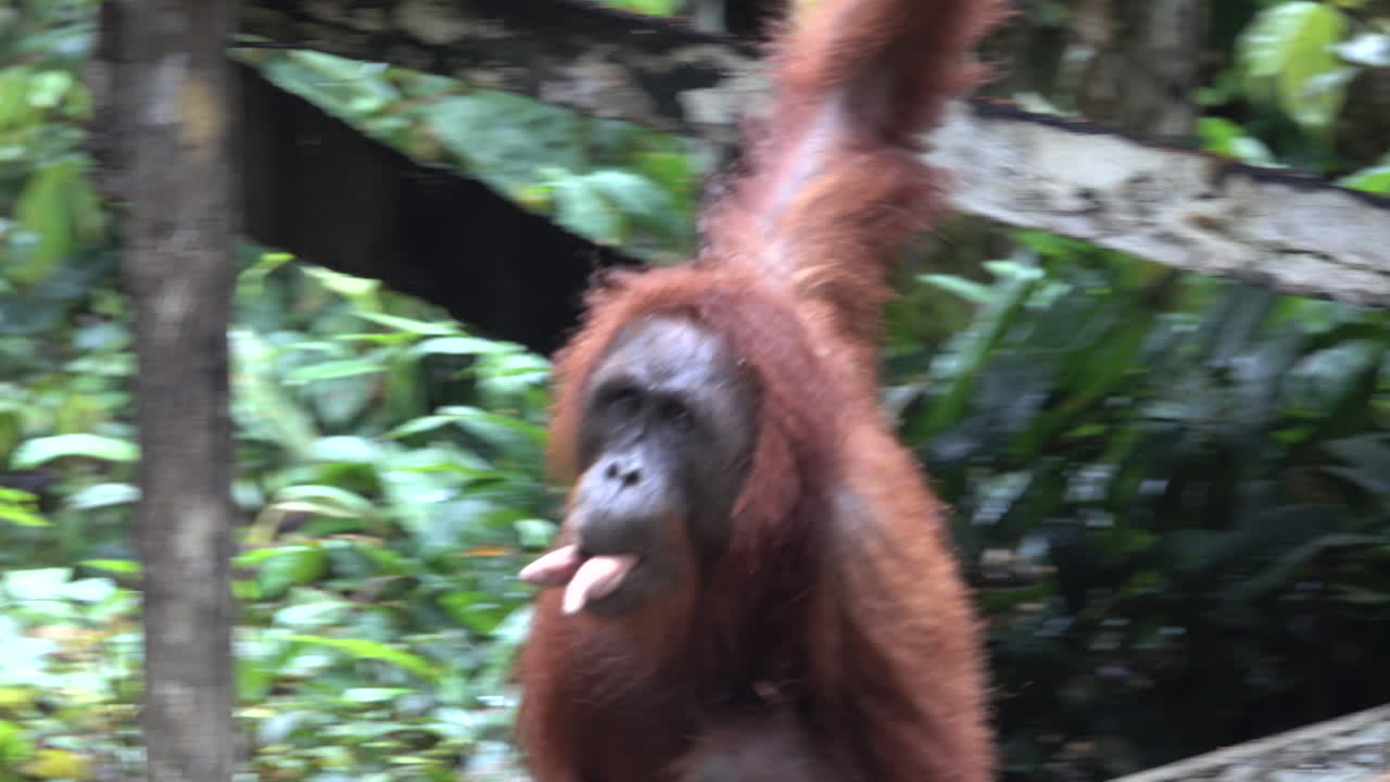 Mamma orangutan cammina con la bocca piena di patate dolci e il suo cucciolo aggrappato alla sua pelliccia.