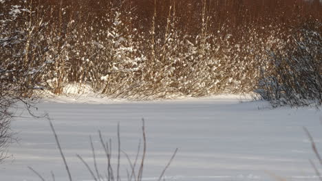 Unplowerd-winter-road-is-covered-in-snow-in-forest-landscape