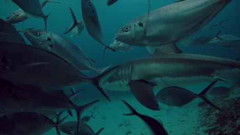 Gran-Tiburón-Blanco-Carcharodon-Carcharias-Islas-Neptuno-Sur-De-Australia-4k-Cámara-Lenta-50fps