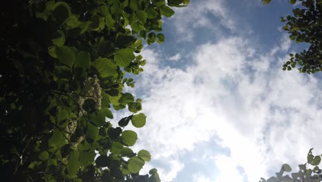 mirando hacia arriba a través de las copas de los árboles a través del follaje verde, bosque de verano