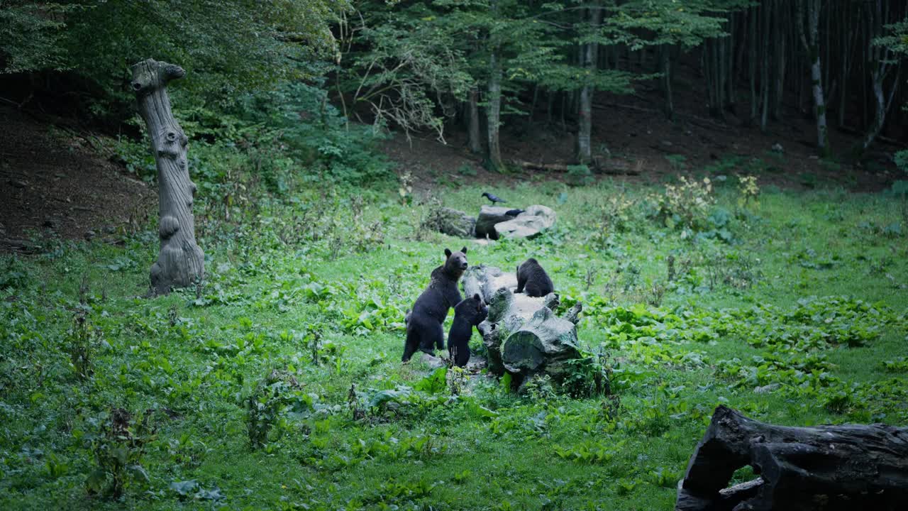 Mother bear with cubs search for Food in Romanian wild Forest habitat