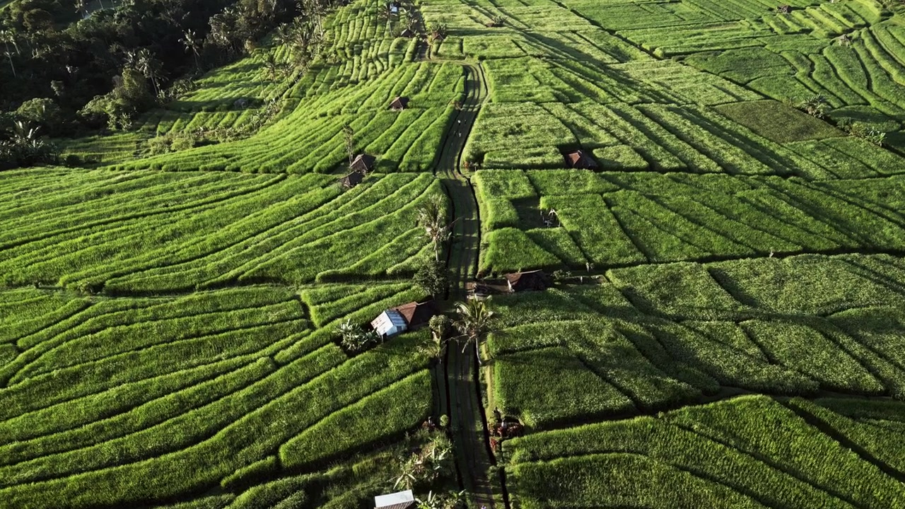 Scenic rice paddies stretch across a lush tropical landscape with a narrow farm road running through the middle between vibrant green terraces push-in aerial footage