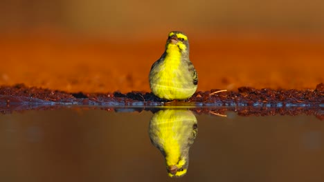 Eine-Ganzkörperaufnahme-Aus-Einem-Niedrigen-Winkel-Eines-Winzigen-Kanarienvogels-Mit-Gelber-Front-Und-Seiner-Reflexion-Beim-Trinken,-Größerer-Krüger