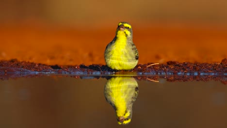 una toma de cuerpo completo en ángulo bajo de un pequeño canario de frente amarilla y su reflejo mientras bebe, gran kruger