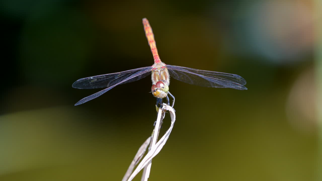 hermosa libélula de color rojo descansando en la planta durante el día soleado y volando lejos - prores de cine filmados en cámara lenta con fondo borroso