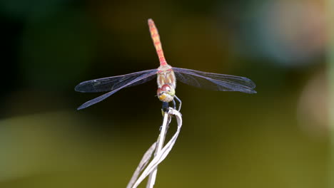 Wunderschöne-Rot-Gefärbte-Libelle,-Die-An-Sonnigen-Tagen-Auf-Einer-Pflanze-Ruht-Und-Davonfliegt-–-Kinofilme,-Aufgenommen-In-Zeitlupe-Mit-Verschwommenem-Hintergrund