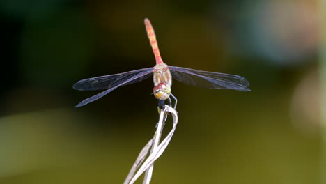 hermosa libélula de color rojo descansando en la planta durante el día soleado y volando lejos - prores de cine filmados en cámara lenta con fondo borroso