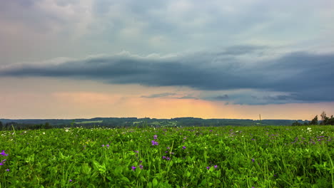 Wunderschöne-Violette-Lila-Blumen-Blühen-In-Einem-Wunderschönen-Grünen-Wiesenfeld-Mit-Weißen-Wolken,-Die-Im-Zeitraffer-Vorbeiziehen