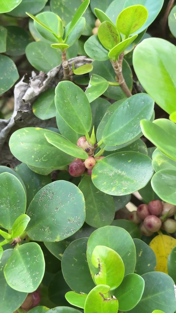 Primo piano di foglie verdi e piccole bacche su una pianta di Ficus