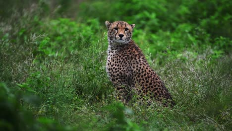 hand-held footage of a cheeta sitting whilst being on edge and constantly looking around in the wilderness in serengeti, tanzania