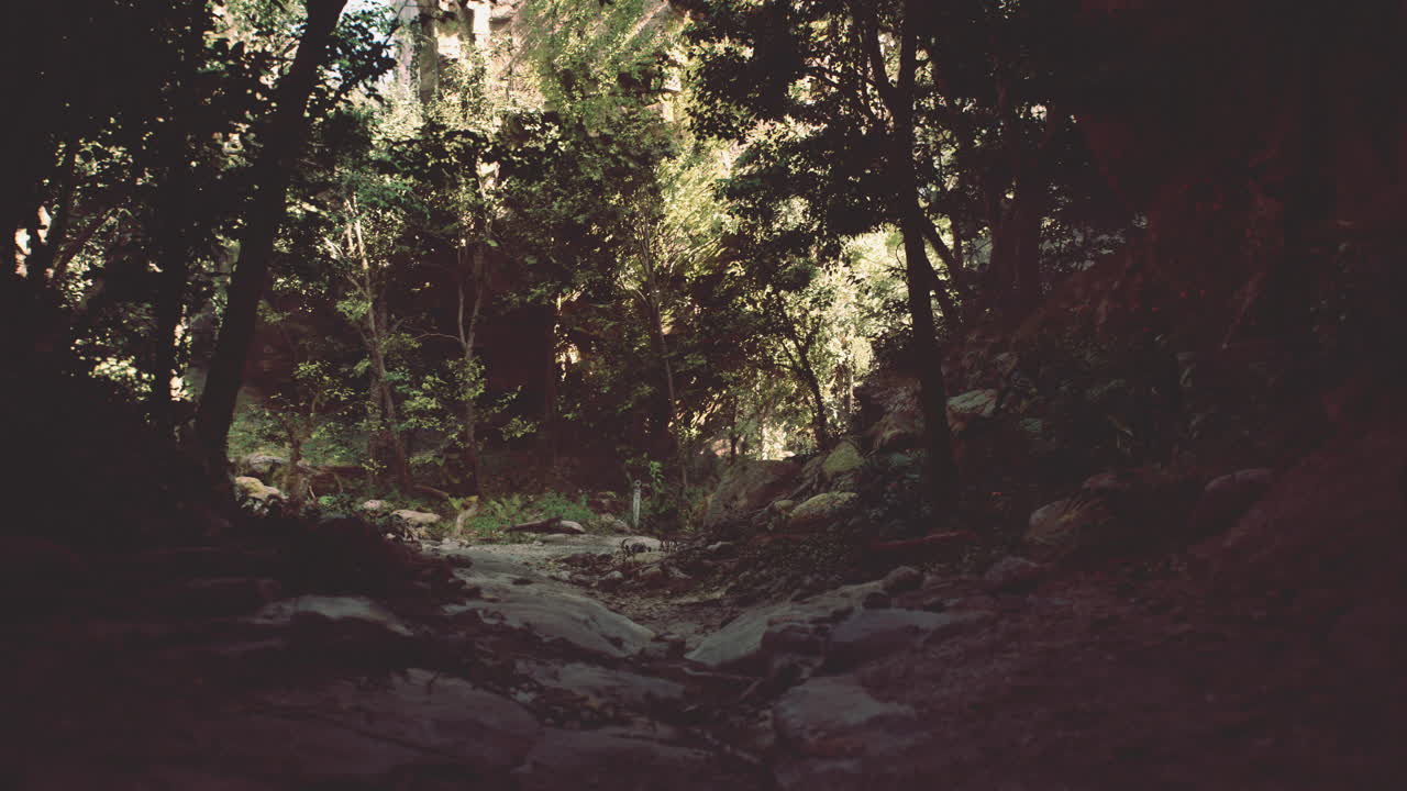 camino iluminado por el sol a través de un bosque