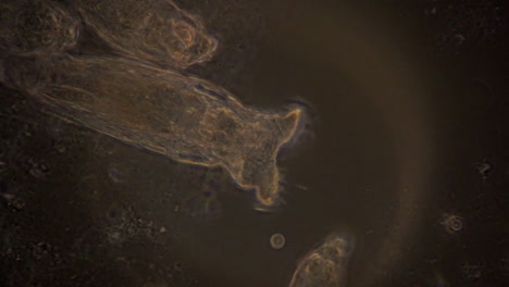 una vista microscópica de rotíferos en iluminación de contraste de fase