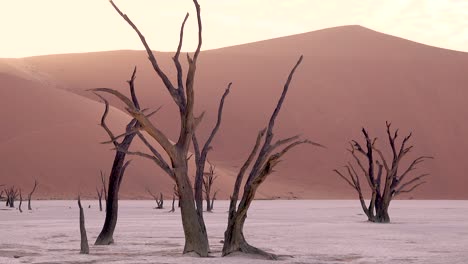 Amazing dead trees silhouetted at dawn at Deadvlei and Sossusvlei in Namib Naukluft National Park Namib desert Namibia 1