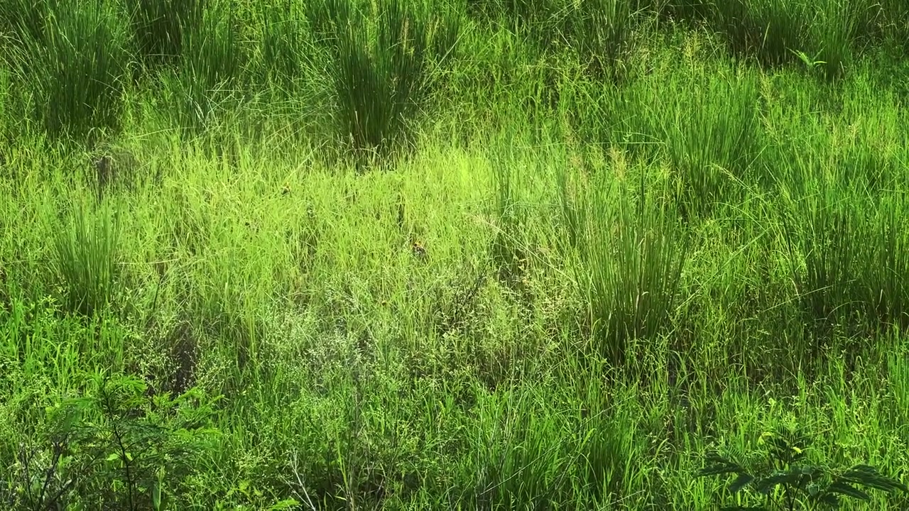 Diversi uccelli tessitori cercano cibo tra l'erba alta raccogliendo fibre vegetali e materiale naturale per costruire i loro nidi sospesi