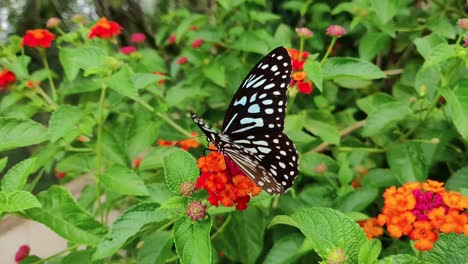 Schwarzer-Und-Orangefarbener-Schmetterling,-Der-Nach-Der-Fütterung-Von-Der-Rosa-Blume-Wegfliegt