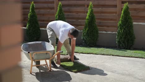 gardener laying lawn in private yard with wooden fence