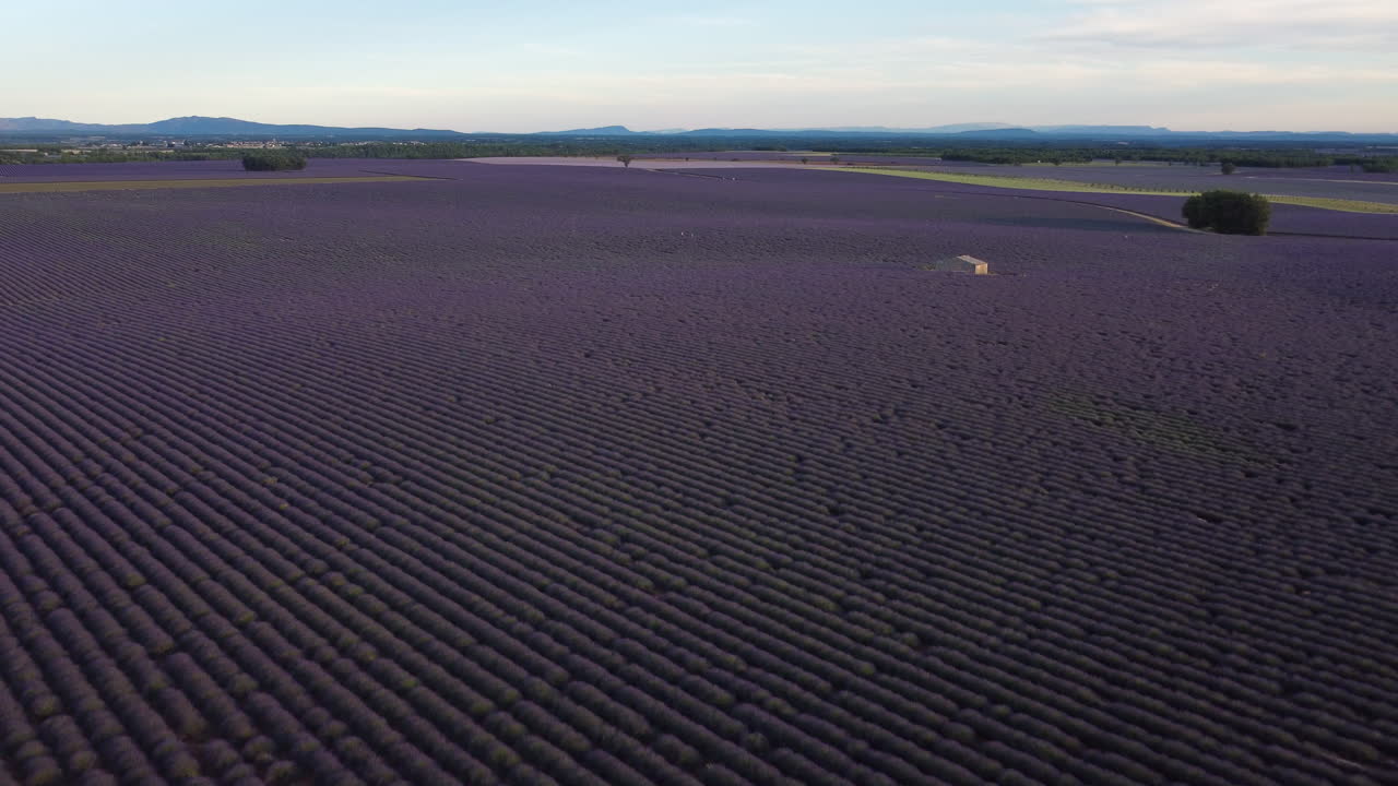 Luchtfoto van het lavendelveld op het Plateau de Valensole in de zomer in de Provence, Frankrijk