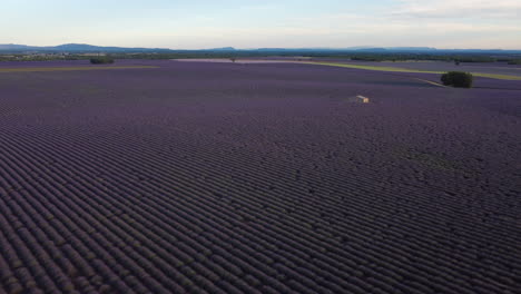 Vista-Aérea-Del-Campo-De-Lavanda-De-La-Meseta-De-Valensole-En-Verano-En-Provence,-Francia