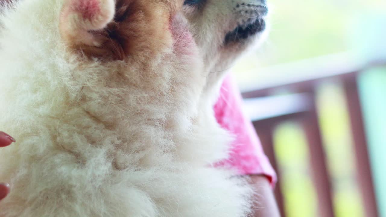 A fluffy Pomeranian is lovingly petted on a balcony with soft lighting, creating a warm and serene atmosphere