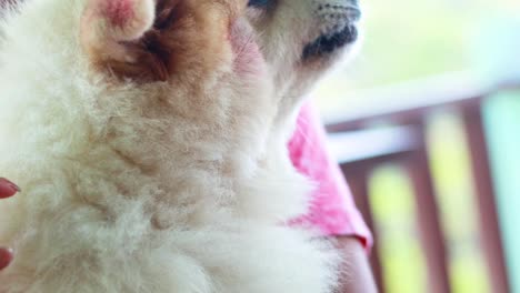 a fluffy pomeranian is lovingly petted on a balcony with soft lighting, creating a warm and serene atmosphere