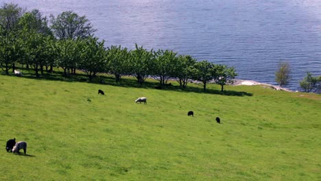 Sheep-in-nature.-Norway.