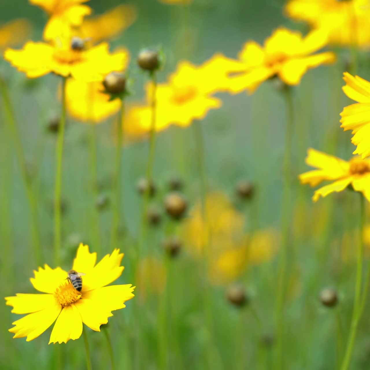 Fiore giallo di Coreopsis. Fiori estivi
