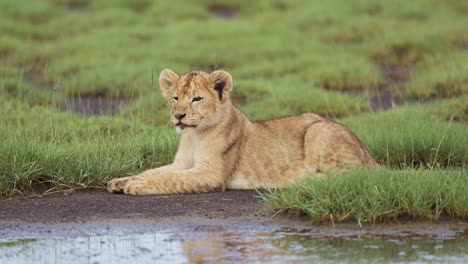 cute baby lion cub in serengeti national park in tanzania in africa, young lion cub close up lying down resting by river in still water on african wildlife safari animals