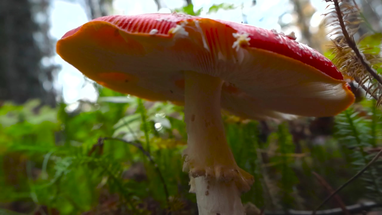 Pull back shot, low angle view of red and white mushroom, fly agaric on fall forest floor with bright daylight in 4K. Fungus grows around the moss and leaf litter during autumn in Estonian woodland