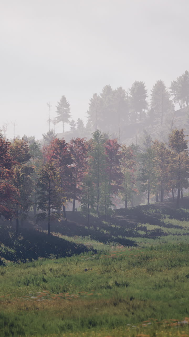 안개 가득한 가을의 숲 풍경