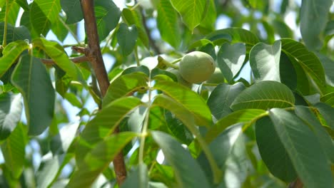 green walnuts tree