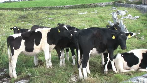 cows in a field