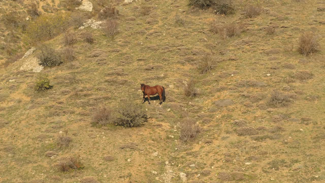 caballo en la ladera de una montaña