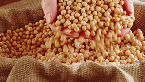 pouring chickpeas into a burlap sack