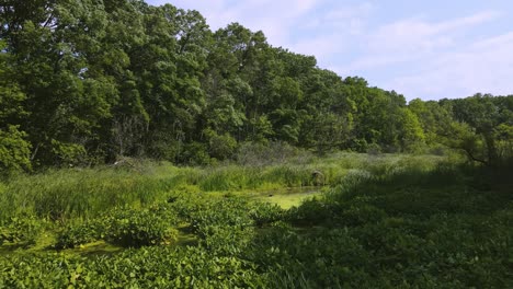 tracking forward over overgrown swampland