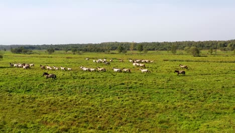 the riverside echoes with the thundering hooves of a large herd of horses, their graceful gallop accentuated by the enchanting meadow