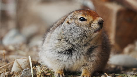 Closeup-Of-Arctic-Ground-Squirrel-In-Yukon-Territory,-Canada